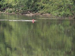 Mainschwimmen Juni 2026